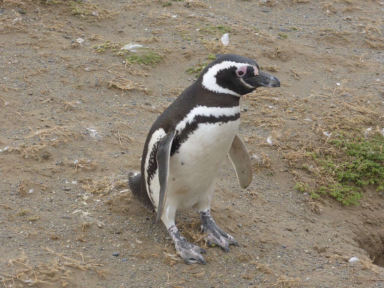 Pingüino de Magallanes en Isla Magdalena